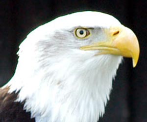Picture of an American Bald Eagle