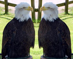 Bird Symbol Image