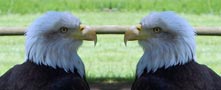 Bird Symbol Picture