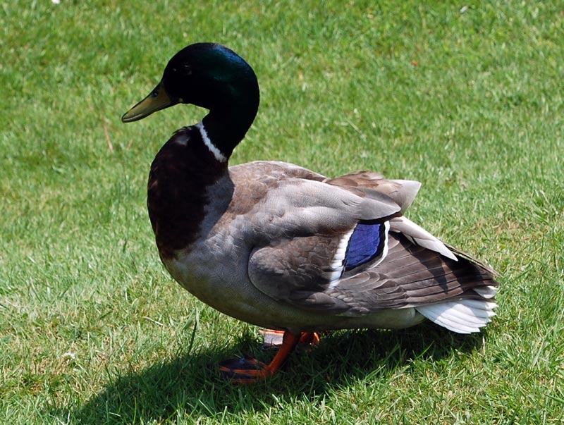 Duck Symbol Image