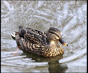 Duck Symbol Image