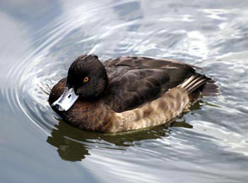 Duck Symbol Picture